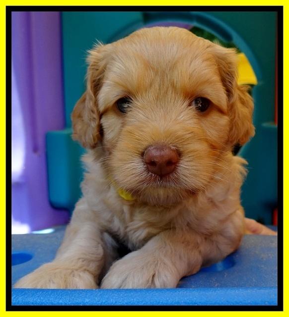 Sky Reagan pups 5 wks old 220