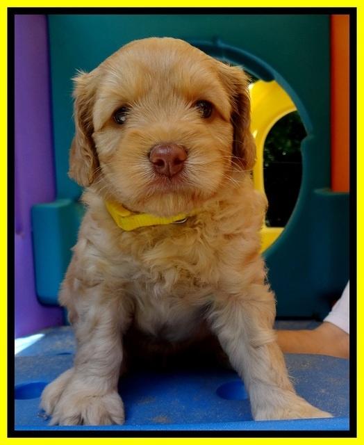 Sky Reagan pups 5 wks old 230