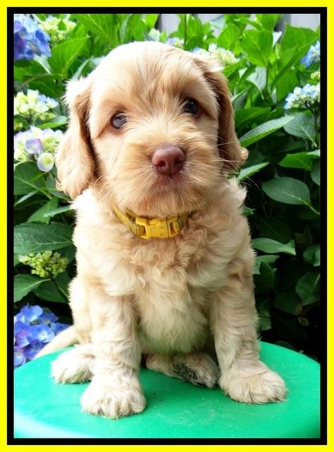 Sky Reagan pups 6 wks old 470
