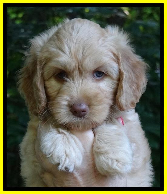 Sky Reagan pups 7 wks old 131