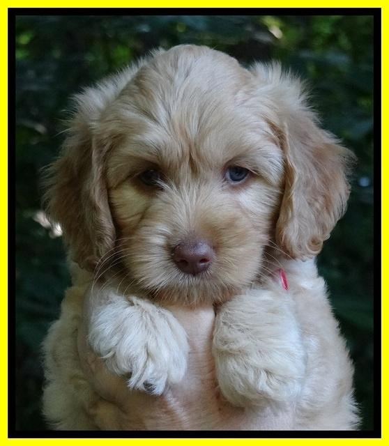 Sky Reagan pups 7 wks old 151