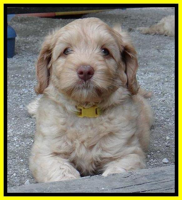 Sky Reagan pups 7 wks old 711