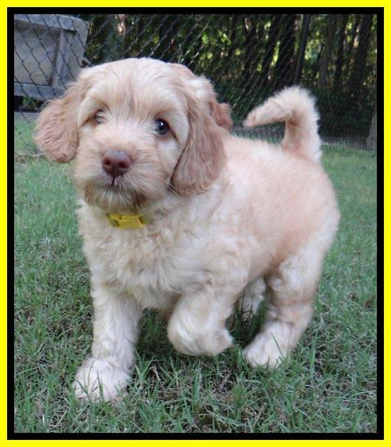 Sky Reagan pups 7 wks old 911