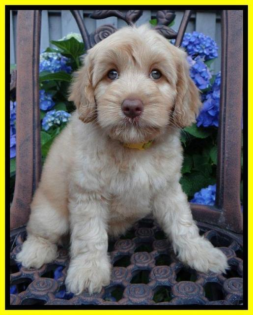 Sky Reagan pups 8 wks old 20