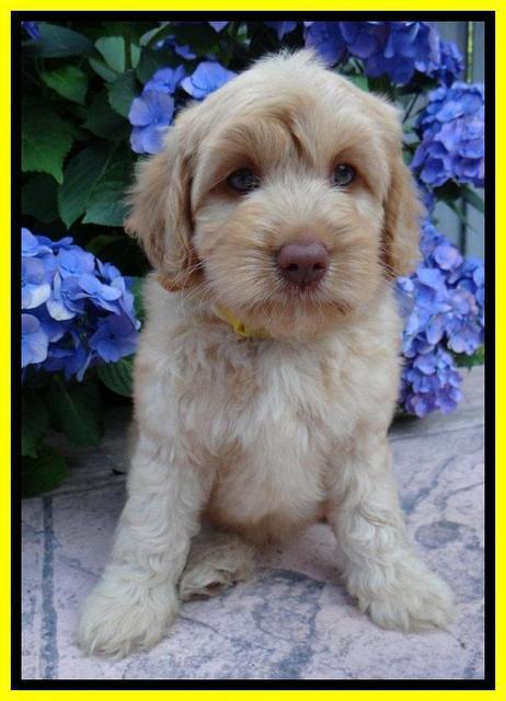 Sky Reagan pups 8 wks old 30