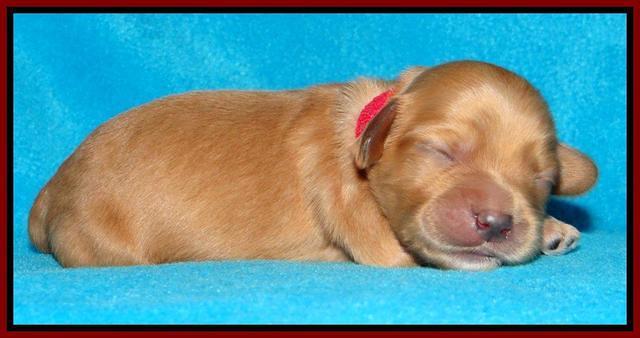 Sky Reagan pups 1 week old 201