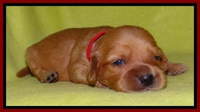 Sky Reagan pups 2 wks old 231