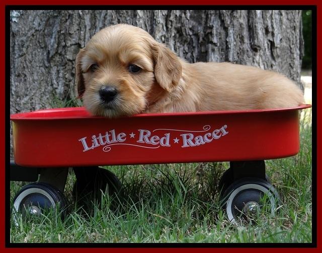 Sky Reagan pups 4 wks old 420