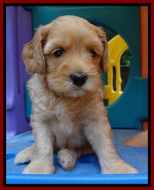 Sky Reagan pups 5 wks old 240