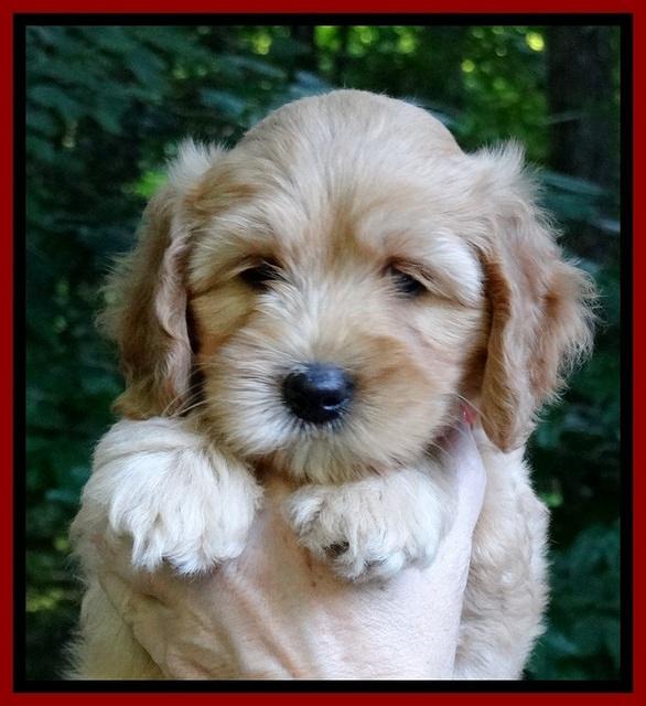 Sky Reagan pups 7 wks old 271