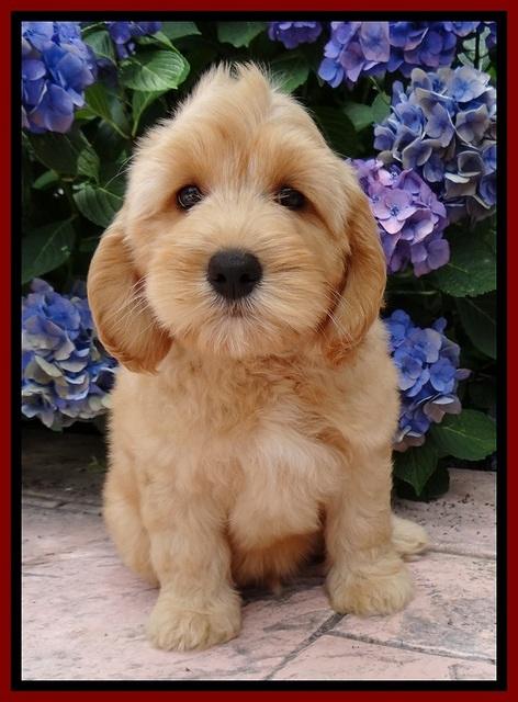 Sky Reagan pups 8.5 wks old 41