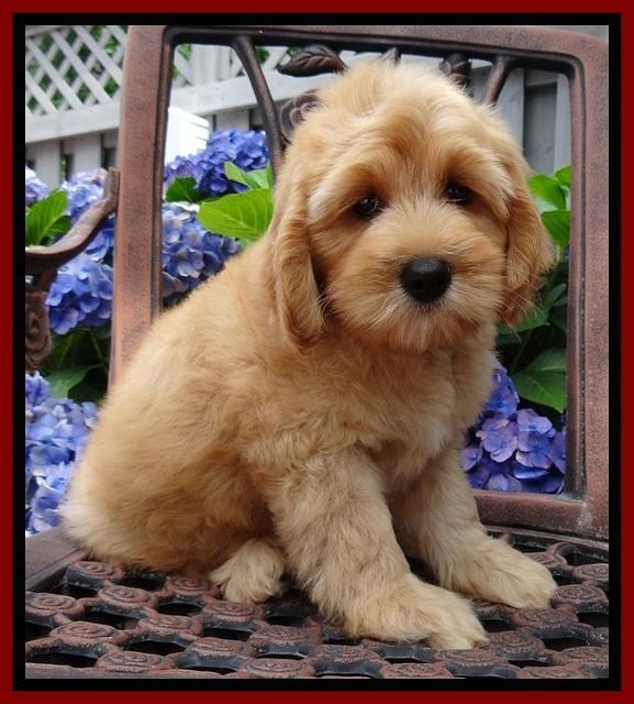 Sky Reagan pups 8.5 wks old 51