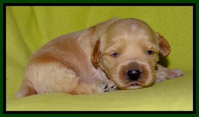 Sky Reagan pups 2 wks old 281