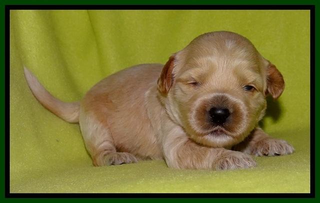 Sky Reagan pups 2 wks old 291
