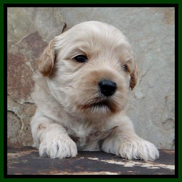 Sky Reagan pups 3 wks old 340