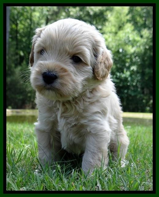 Sky Reagan pups 4 wks old 440