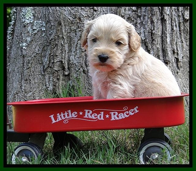 Sky Reagan pups 4 wks old 480