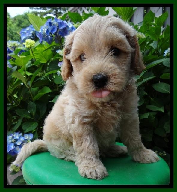 Sky Reagan pups 6 wks old 530