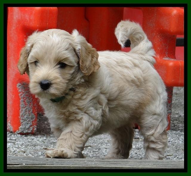 Sky Reagan pups 6 wks old 570