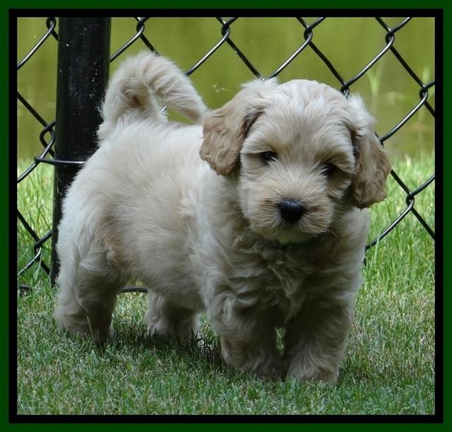Sky Reagan pups 6 wks old 590