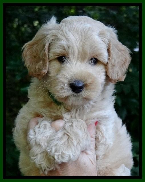 Sky Reagan pups 7 wks old 181