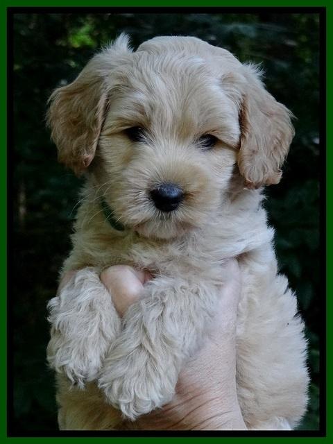 Sky Reagan pups 7 wks old 191