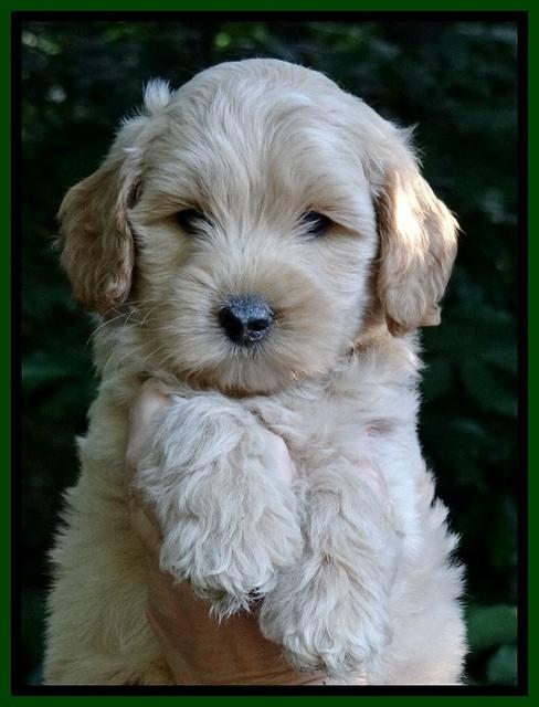 Sky Reagan pups 7 wks old 201