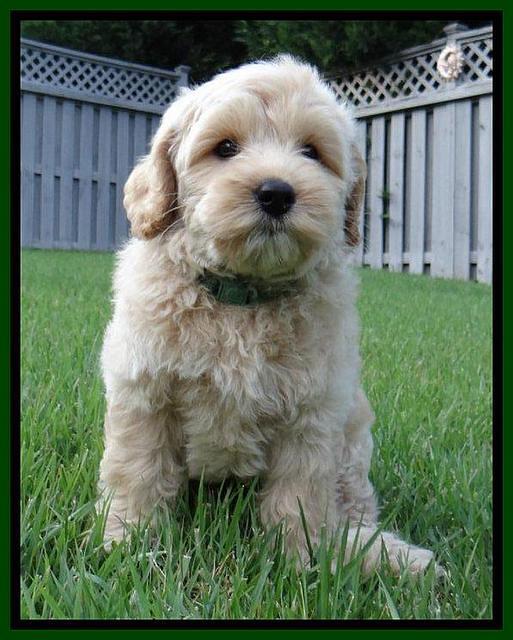 Sky Reagan pups 8 wks old 100