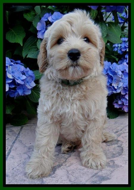 Sky Reagan pups 8 wks old 80
