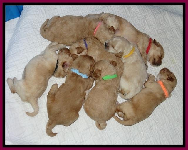 ST pups 2 wks old group 1