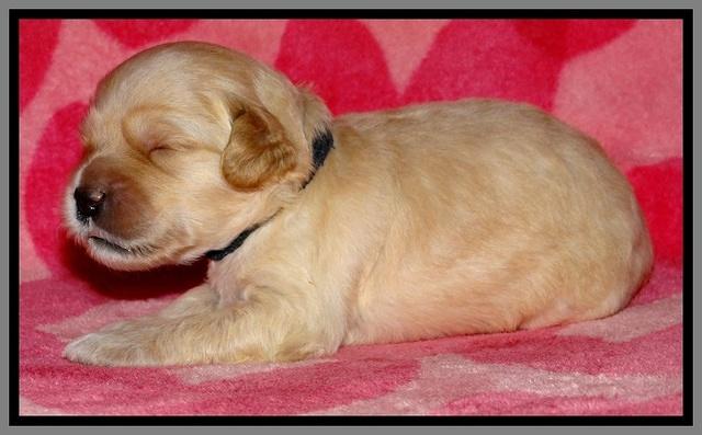 ST pups 2 wks old 22