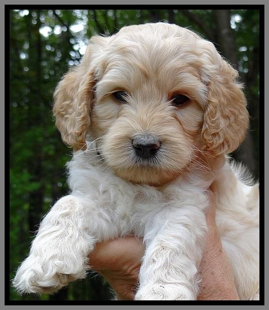 ST pups 6 wks old faces 241