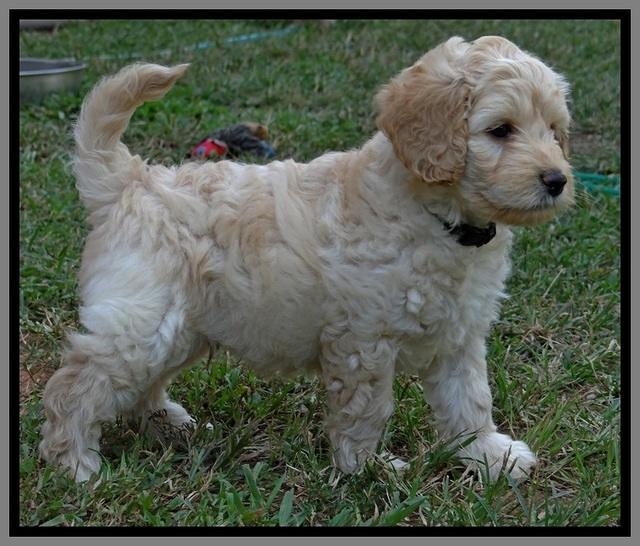 ST pups 7 wks old 5100