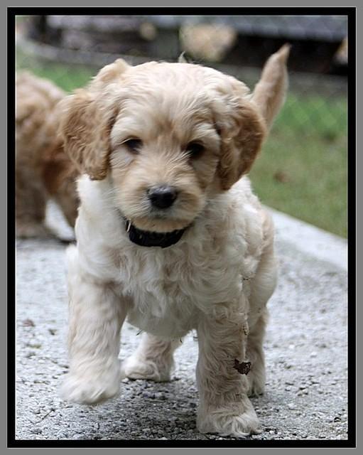 ST pups 7.5 wks old 225