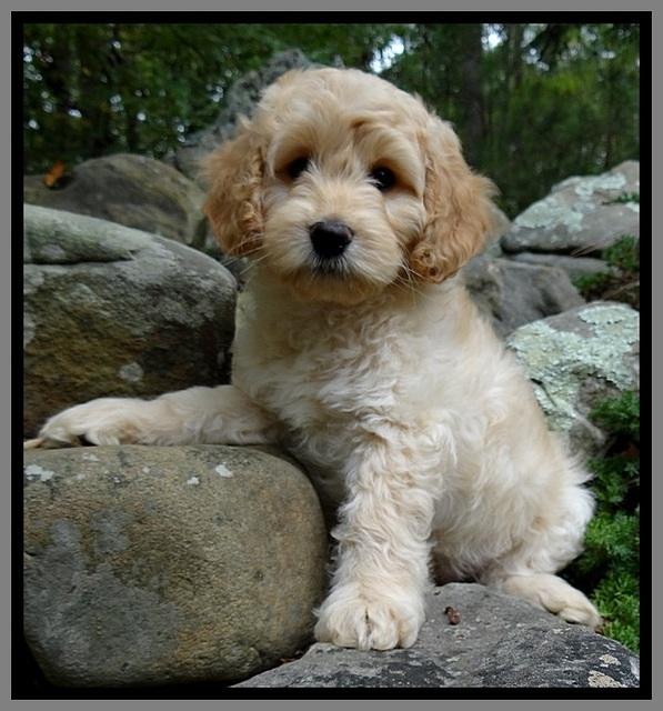 ST pups 8 wks old 19500