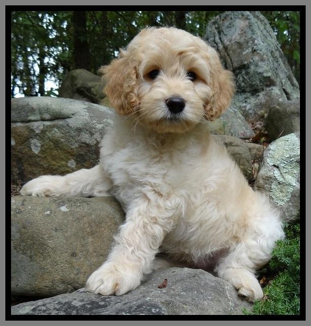 ST pups 8 wks old 21500