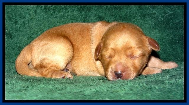 ST pups 1 wk old 16
