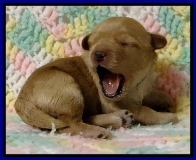 ST pups 1 wk old 4