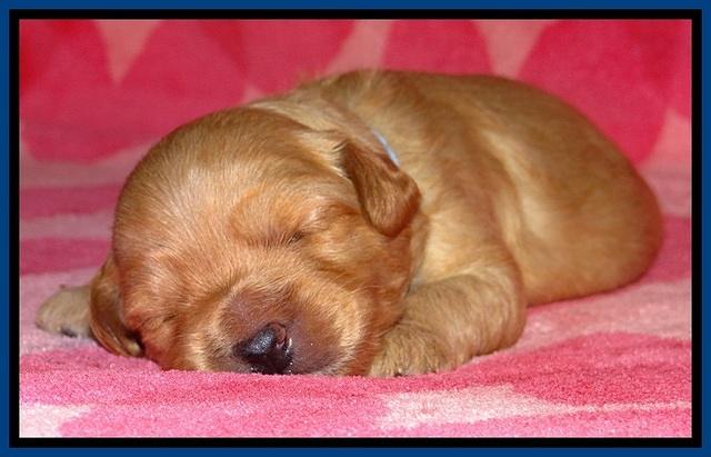 ST pups 2 wks old 4