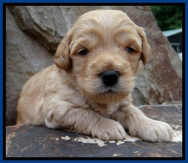 ST pups 3 wks old 4