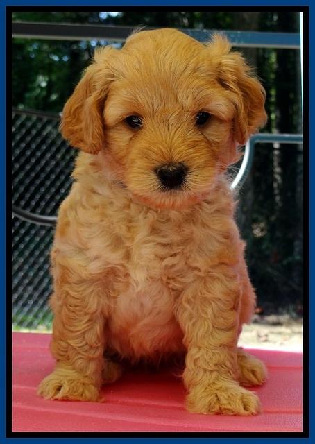 ST pups 5 wks old 5