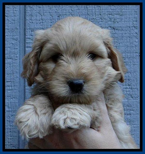ST pups 6 wks old 24