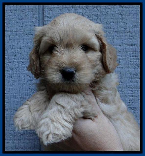 ST pups 6 wks old 25