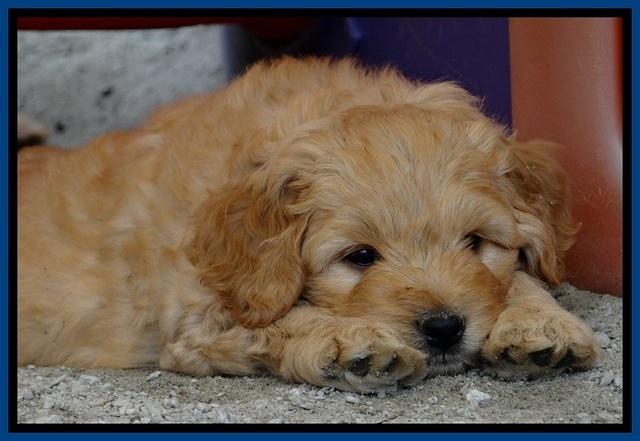 ST pups 6 wks old 6 (2)
