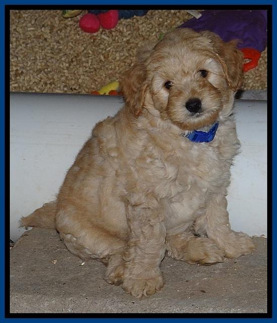 ST pups 7 wks old 2200