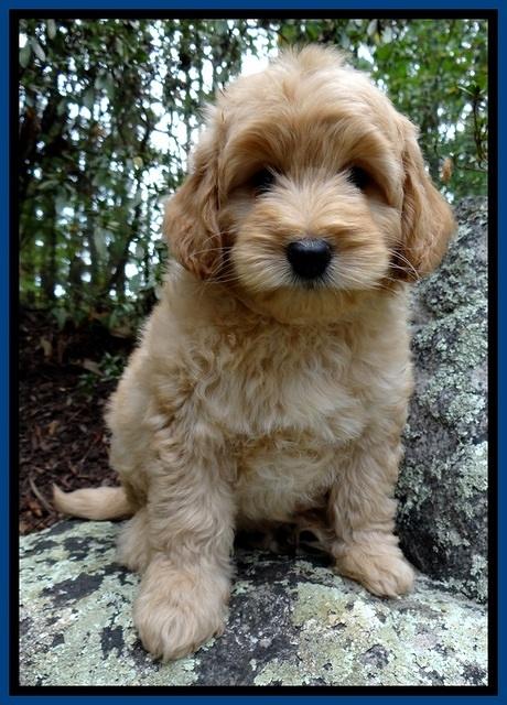 ST pups 8 wks old 26500