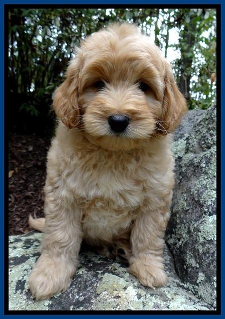 ST pups 8 wks old 27500