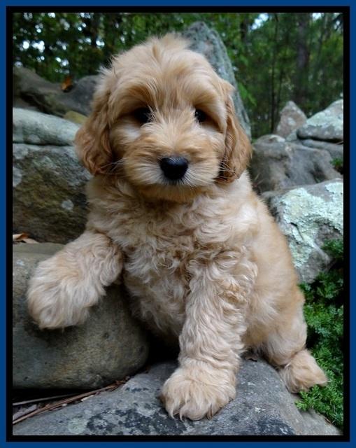 ST pups 8 wks old 28500