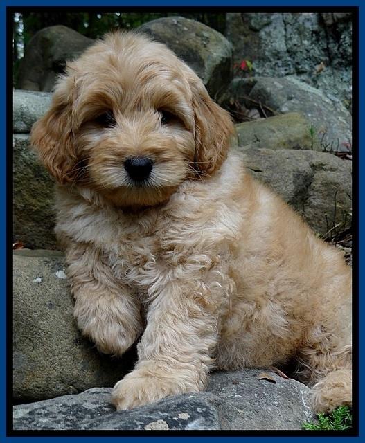 ST pups 8 wks old 30500