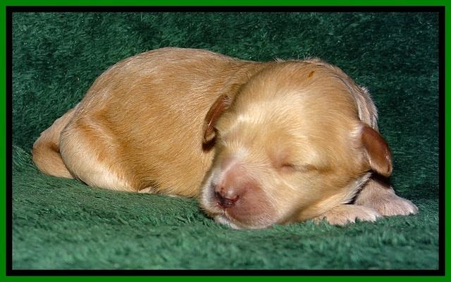 ST pups 1 wk old 22